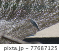 川面を眺めるアオサギ 77687125