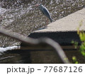 川面を眺めるアオサギ 77687126