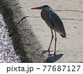 川面を眺めるアオサギ 77687127