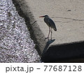 川面を眺めるアオサギ 77687128