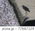 川面を眺めるアオサギ 77687129