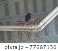 高架下に巣を作るカラス 77687130