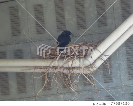 高架下に巣を作るカラス 77687130