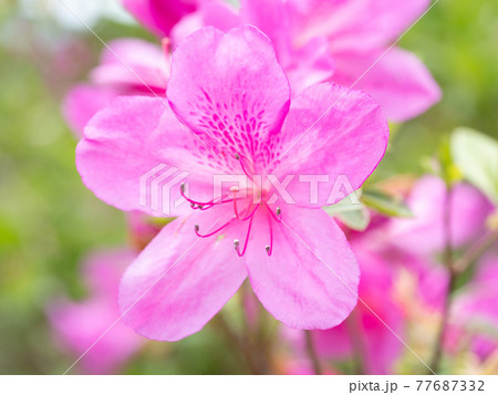 綺麗に咲いたピンク色のツツジの花の写真素材