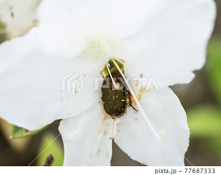 白いツツジの花に潜って蜜を吸うハナムグリの写真素材