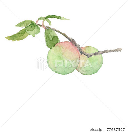 水彩画：実った南高梅 枝と葉付き 白バックPNG コピースペースあり 77687597