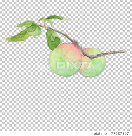 水彩画：実った南高梅 枝と葉付き 白バックPNG コピースペースあり 77687597