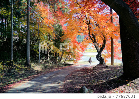 碧い空と紅葉の曽木公園 77687631