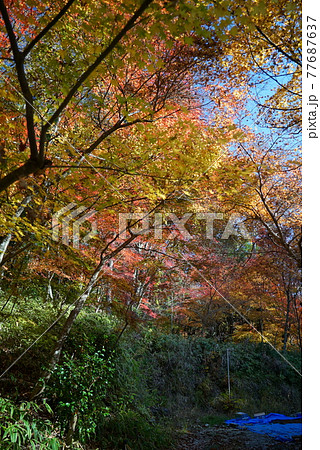 碧い空と紅葉の曽木公園 碧い空と紅葉の曽木公園 77687637