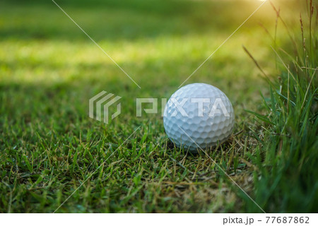 White golf ball place near the tall grass of a golf course rough. White golf ball place near the tall grass of a golf course rough. 77687862