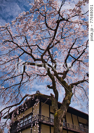 産寧坂(三年坂)のしだれ桜2021 産寧坂(三年坂)のしだれ桜2021 77688001