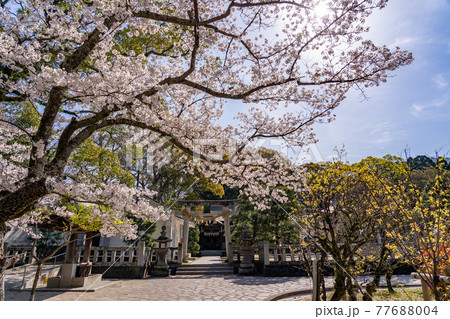 山口県萩市　松陰神社内にある松門神社の鳥居と桜 77688004