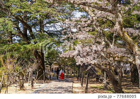 山口県萩市 松陰神社内の桜咲く学びの道を歩く巫女さん 山口県萩市 松陰神社内の桜咲く学びの道を歩く巫女さん 77688005