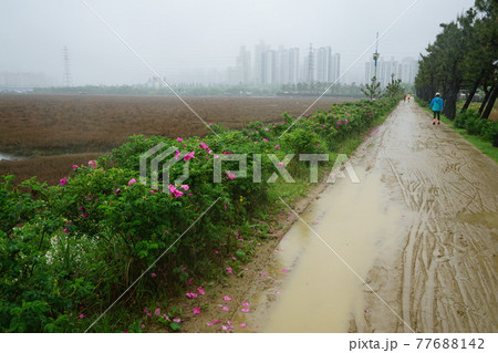 風車 風景 韓国 77688142
