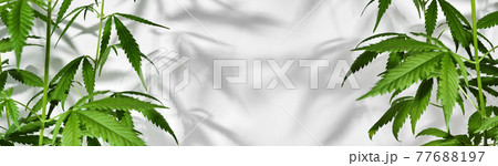 Banner with Growing organic cannabis plants. Beautiful potted marijuana plant on white background with trendy shadows Banner with Growing organic cannabis plants. Beautiful potted marijuana plant on white background with trendy shadows 77688197