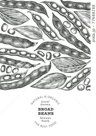 Hand drawn broad beans design template. Organic fresh food vector illustration. Retro pods illustration. Engraved botanical style cereal background. 77688288