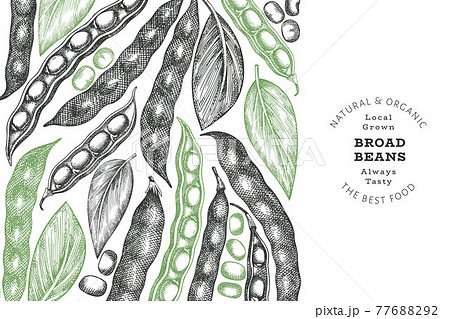 Hand drawn broad beans design template. Organic fresh food vector illustration. Retro pods illustration. Engraved botanical style cereal background. Hand drawn broad beans design template. Organic fresh food vector illustration. Retro pods illustration. Engraved botanical style cereal background. 77688292