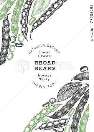 Hand drawn broad beans design template. Organic fresh food vector illustration. Retro pods illustration. Engraved botanical style cereal background. 77688295