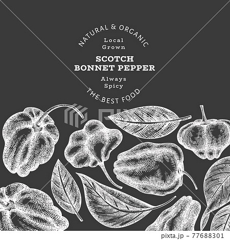 Hand drawn sketch style scotch bonnet pepper banner. Organic fresh vegetable vector illustration on chalk board. Retro cayenne pepper design template 77688301