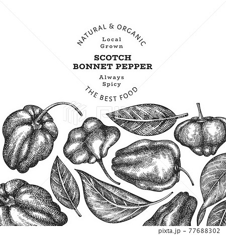 Hand drawn sketch style scotch bonnet pepper banner. Organic fresh vegetable vector illustration. Retro cayenne pepper design template 77688302