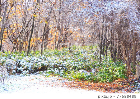 紅葉の雑木林に初雪､秋から冬 77688489