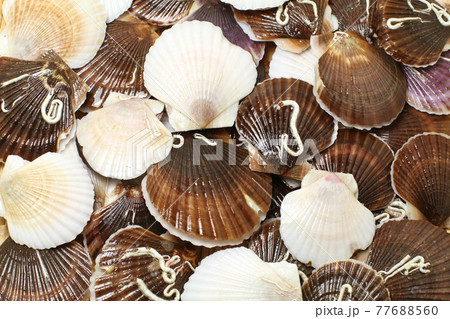 新鮮なホタテ稚貝のザル盛り、北海道サロマ湖産 77688560