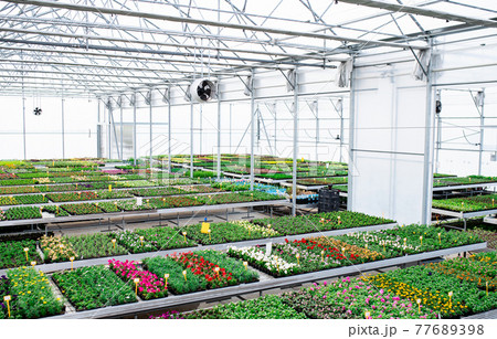 Various potted plants and flowers in greenhouse in garden center, small business. 77689398