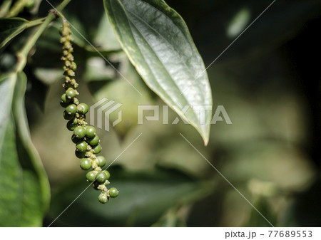 peppercorn pod growing in organic pepper farm in kampot cambodia peppercorn pod growing in organic pepper farm in kampot cambodia 77689553