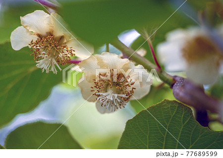 キウイフルーツの花 雌花 ヘイワード種の写真素材