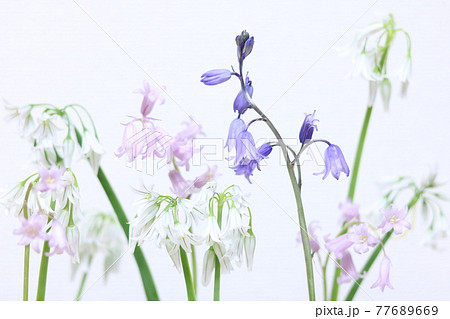 小さな淡い色の花 白背景 4の写真素材