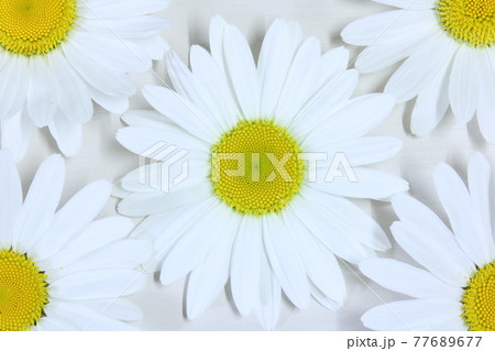 白いマーガレットの花 クローズアップ 白背景 6 77689677