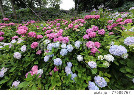 千葉県茂原市 服部農園あじさい屋敷 紫陽花の写真素材