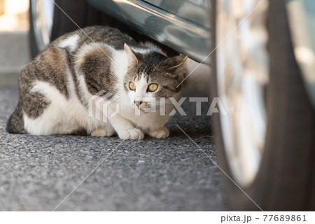 車の下にいる猫ちゃん 77689861