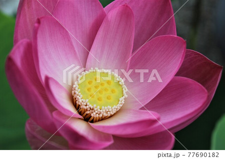 仏教ではシンボル的な蓮の花の写真素材