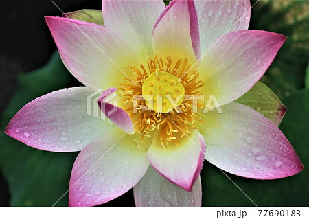 雨あがりの蓮の花びらに雨のしずくが残る 77690183
