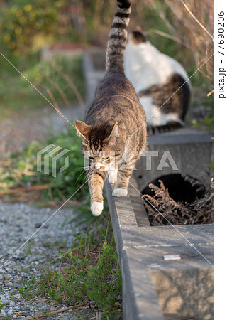 歩く猫の写真素材