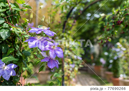 クレマチス(鉄仙) クレマチス(鉄仙) 77690266