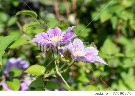 クレマチス（鉄仙） 77690270