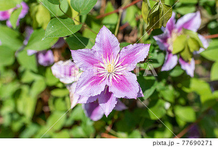 クレマチス（鉄仙） 77690271
