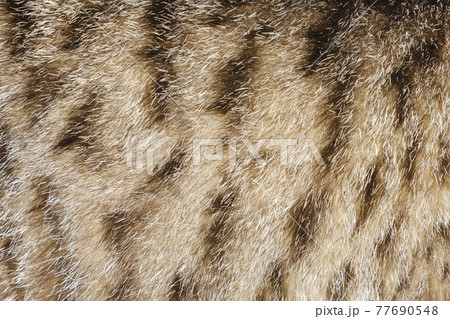 Cat fur texture close up. Animal fur background Cat fur texture close up. Animal fur background 77690548