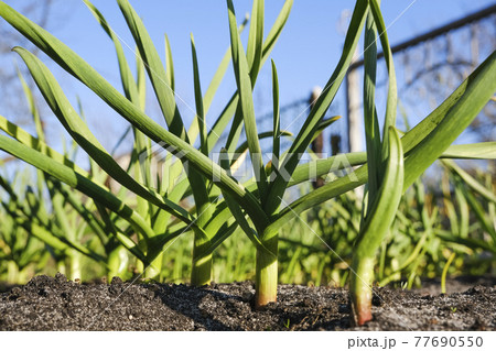 Young garlic grows in the garden. Close up view of young strong garden plants or seedlings and the ground. Gardening concept 77690550