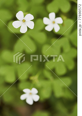 白いカタバミの花 77690572
