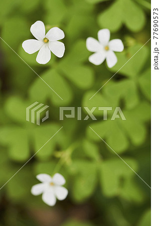 白いカタバミの花 77690573