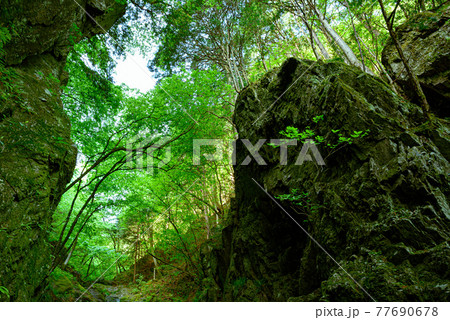(埼玉県)棒ノ折山の新緑とゴルジュ (埼玉県)棒ノ折山の新緑とゴルジュ 77690678