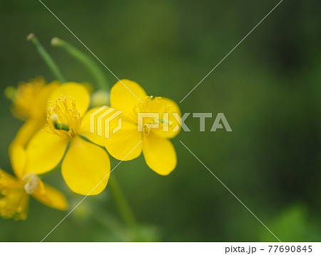 春の花見山公園に咲くクサノオウ 77690845