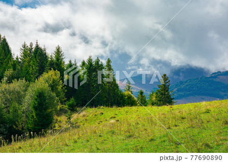 spruce forest on the grassy hillside meadow. carpathian mountain landscape on a cloudy summer day spruce forest on the grassy hillside meadow. carpathian mountain landscape on a cloudy summer day 77690890