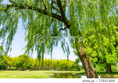 学びの森、緑あふれる公園〈岐阜県各務原市〉 77691806