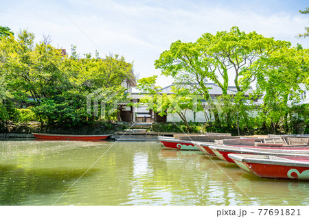 川下りで新緑の中、歴史ある風景の中で、柳川、福岡 77691821