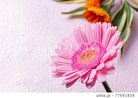 ピンクの背景にガーベラの花 ピンクの背景にガーベラの花 77691838