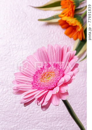 ピンクの背景にガーベラの花 ピンクの背景にガーベラの花 77691839
